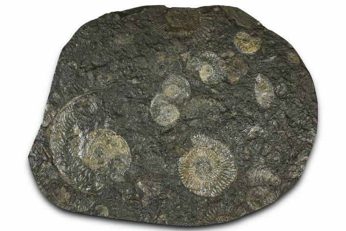 Fossil Ammonite Cluster - Posidonia Shale, Germany #368174